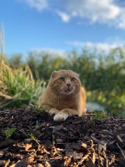 Braun-orange Katze