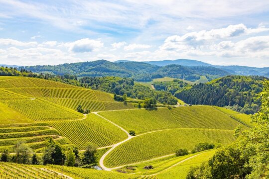 Deutschland Tourismus - Weingebiet // Durlach bei Offenburg