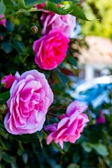 Rosengarten - Pinke Rosen