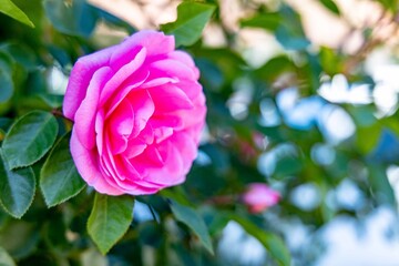 Rosengarten - Pinke Rosen