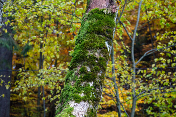 Green moss on a brown-gray tree. Trees in the background. Autumn forest.