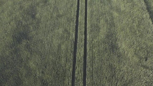 Wind weht &uuml;ber ein Feld. Vogelperspektive. 