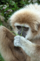 Monkey with brown and white fur, closeup, eating a green twig.