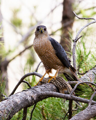 Cooper Hawk 2