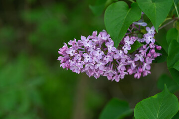 Obraz na płótnie Canvas Lilac Flowers in Bloom in Springtime