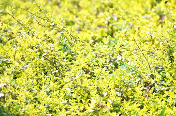 Yellow and Green Bush