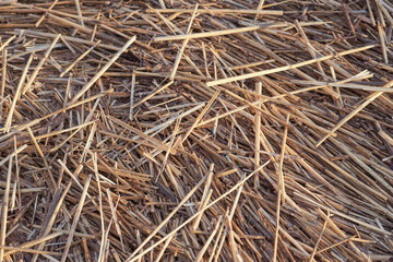 Dry fallen reed on a seacoast as a natural background texture.