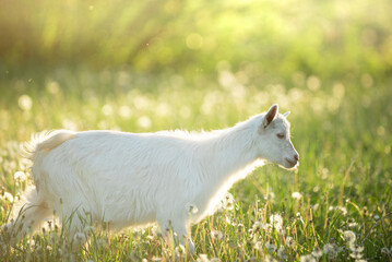Obraz premium portrait of a snow-white goatling that grazes on a green meadow with dandelions on a bright summer sunny day