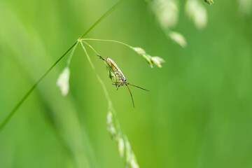 Meadow Plant Bug in Springtime