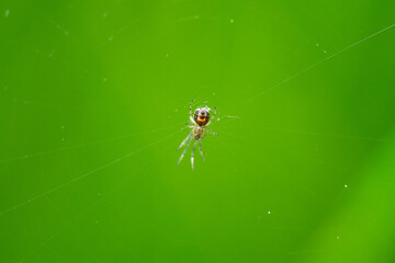 Orchard Orbweaver on Web in Springtime