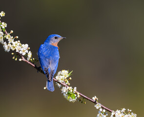 Male Eastern Bluebird on Tree Branch with White Flowers in Spring