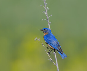 Male Eastern Bluebird on Green Background