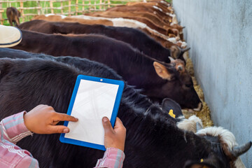 Portrait of young farmer standing in cow farm and using tablet. Working at cattle farm. Organic...