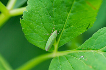 Sharpshooter on Leaf in Springtime