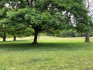 Large tree set in a flowery meadow, with cattle grazing in the distance