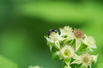 Small Carpenter Bee on Black Raspberry Flowers