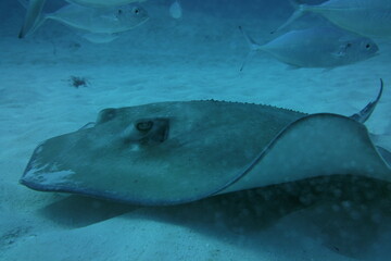 Manta ray