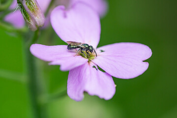 Small Carpenter Bee on Dame's Rocket Flower