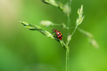 Fototapeta premium Pink Spotted Lady Beetle in Springtime