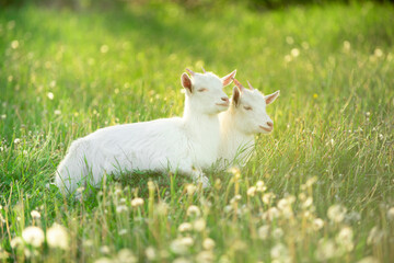 Fototapeta premium two snow-white kid goats next to each other graze on a green meadow with dandelions on a bright summer sunny day