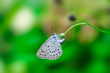 고운점박이푸른부전나비