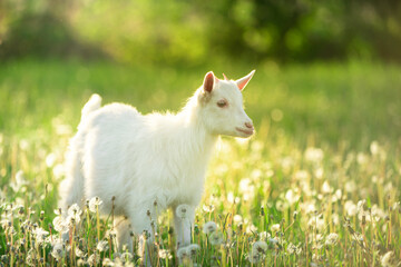 Obraz premium portrait of a snow-white goatling that grazes on a green meadow with dandelions on a bright summer sunny day