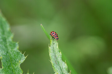 Pink Spotted Lady Beetle in Springtime