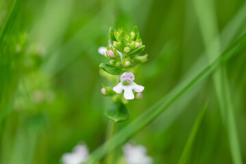 Thyme Flowers in Bloom in Springtime