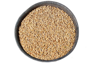 Crop of barley grain on plate, isolated against white backgound