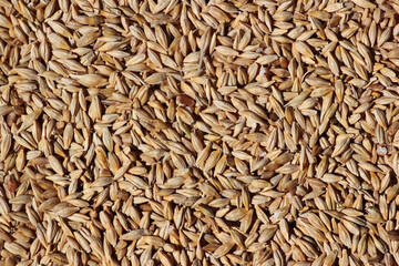 Crop of barley grain as background