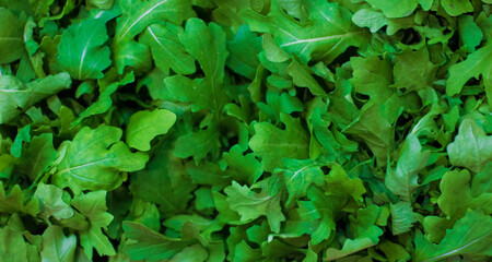 Leaves texture background arugula nature. Healthy food and diet concept