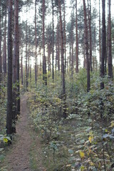Autumn in the european forest