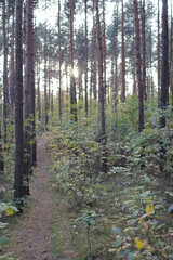 Autumn in the european forest