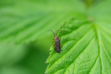 Two Lined Leatherwing Beetle in Springtime