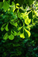 Green leaves of a chestnut tree in the sun. Succulent chestnut leaves. 
Natural background of green leaves
