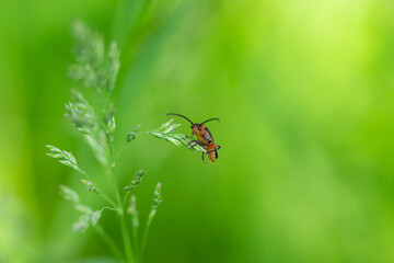 Two Lined Leatherwing Beetle in Springtime
