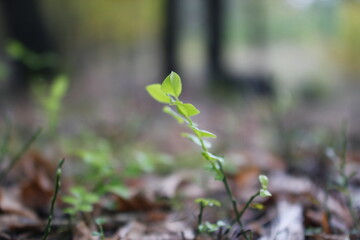 Autumn in the european forest