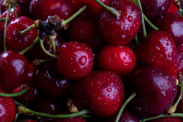 Top view and close up on fresh, wet, dark cherries. Water drops on bright shiny dark red fruits with stalks. Cherry fruit background with space for text