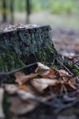 Autumn in the european forest