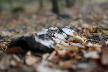 Autumn in the european forest