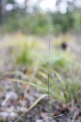 Autumn in the european forest