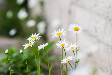 Garden camomile flowers, field with camomiles, camomile closeup, natural antiseptic. Selective focus