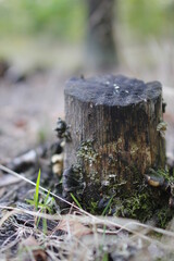 Autumn in the european forest