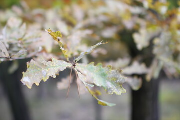 Autumn in the european forest