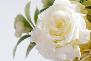 white rose closeup