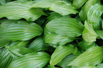 fresh green hosta