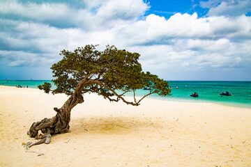 Divi Dive Tree on the shoreline of Eagle Beach in Aruba, Caribbean.
