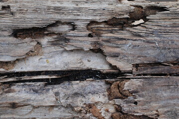 old wood texture