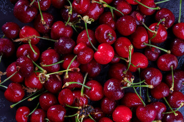 Top view and close up on fresh, wet, dark cherries. Water drops on bright shiny dark red fruits with stalks. Cherry fruit background with space for text