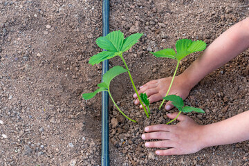 Young woman farmer hand with Strawberry plant seedling. Drip irrigation technology concept.